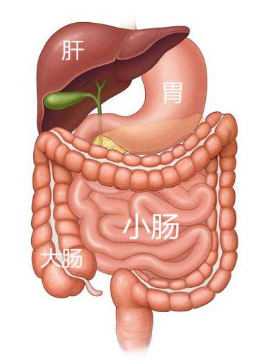 大肠套小肠是怎么回事,大肠疾病症状与治疗方法