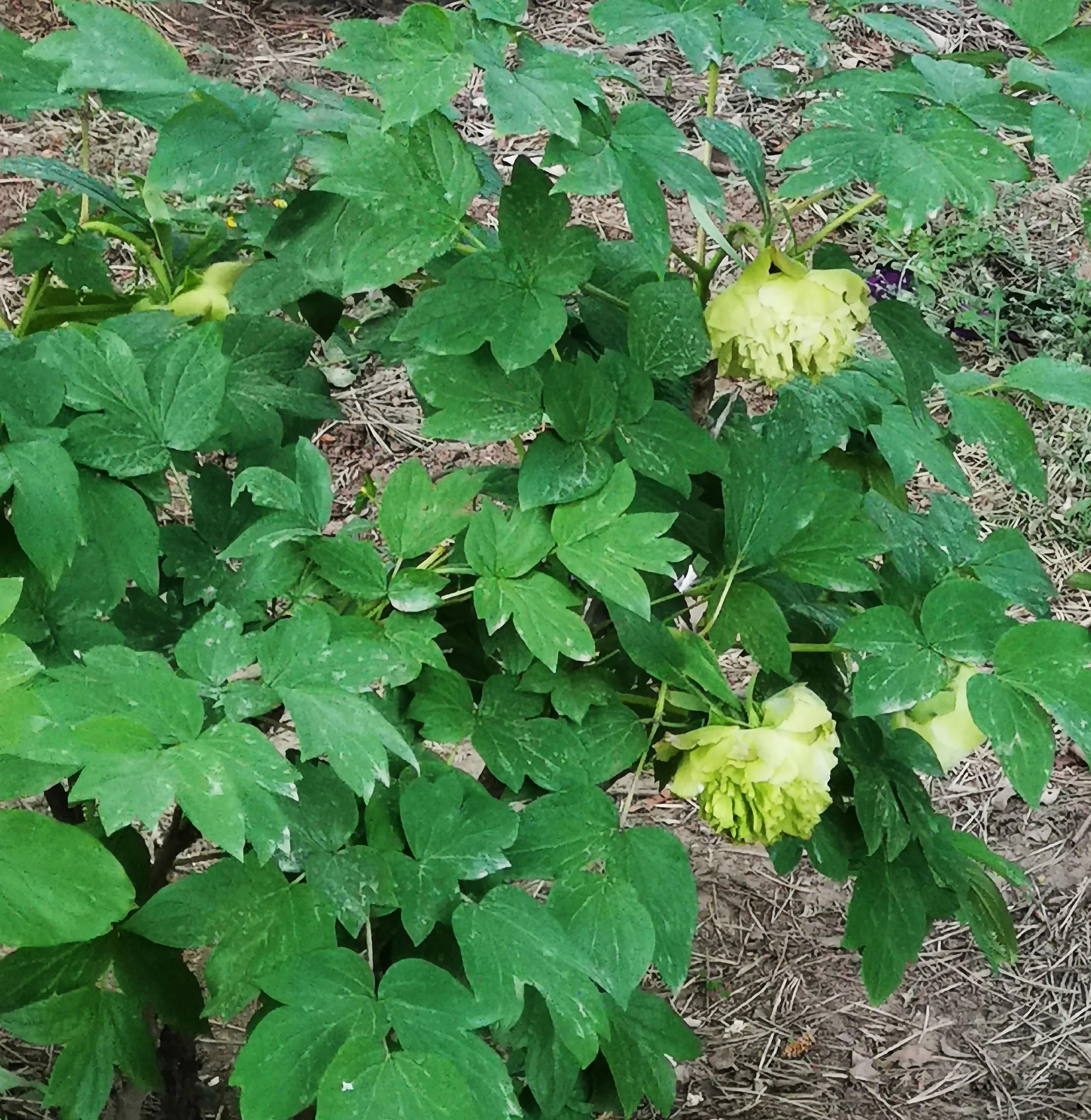 北京植物园牡丹园最佳观赏时间,北京牡丹花最佳观赏公园排名