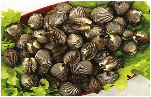 渤海湾野生海鲜图片,渤海湾海鲜为什么好