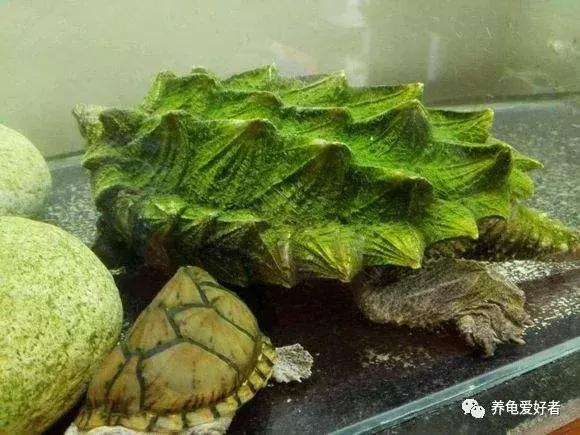 鱼龟混养缸里的青苔怎么处理,龟缸里的青苔怎么处理