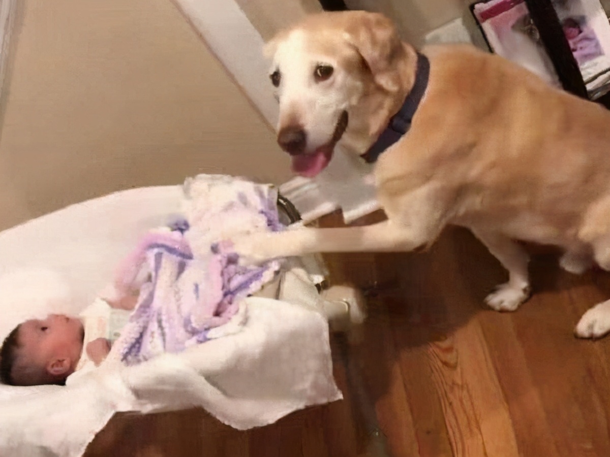 狗狗都有什么品种分别多少钱,6种最稀有的狗狗