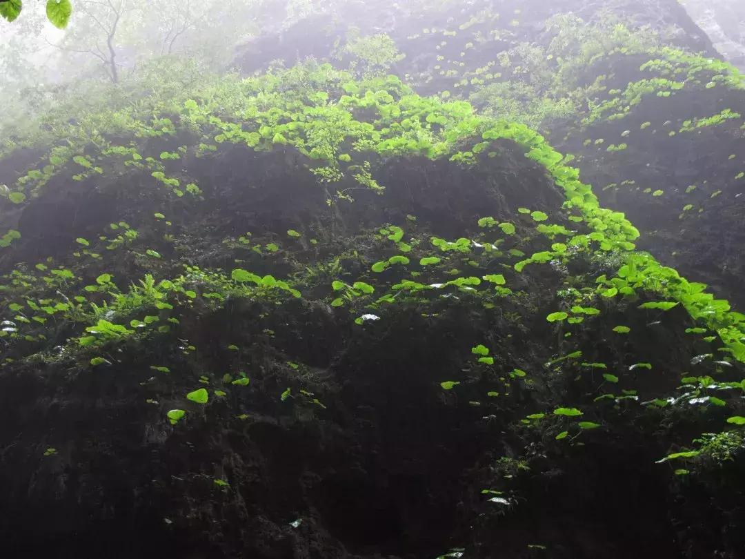 城里热山里凉快视频,高温天气清凉避暑好胜地