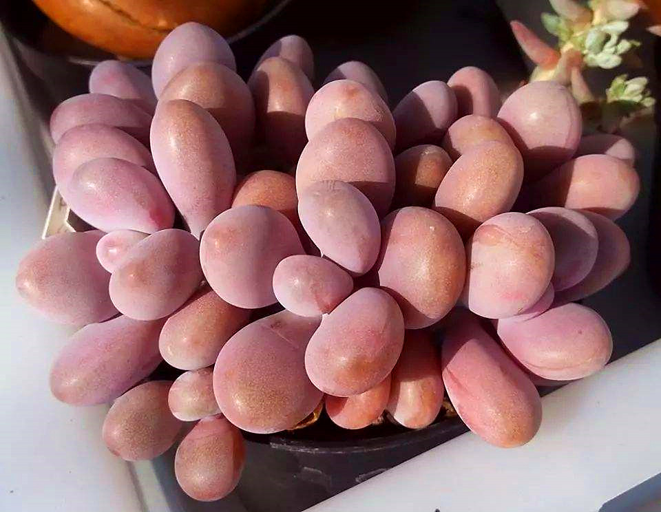 多肉植物桃蛋夏天怎么养护,桃蛋多肉植物养殖方法