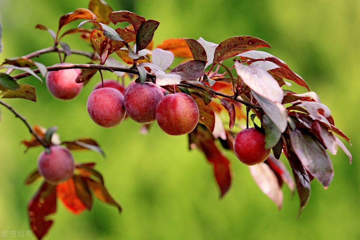 彩叶植物对园林景观的作用,密蒙花的观赏特性和园林用途