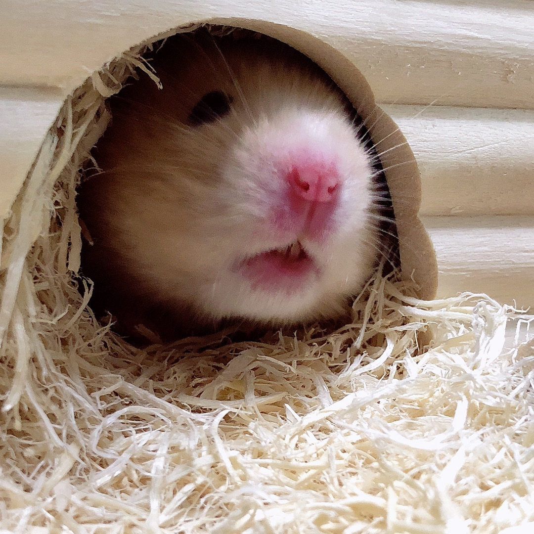 主人给小仓鼠们做饭吃,主人给仓鼠喂东西视频