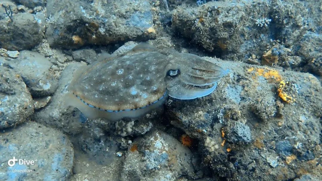 厦门不止鼓浪屿,厦门不止有海还有茉莉花
