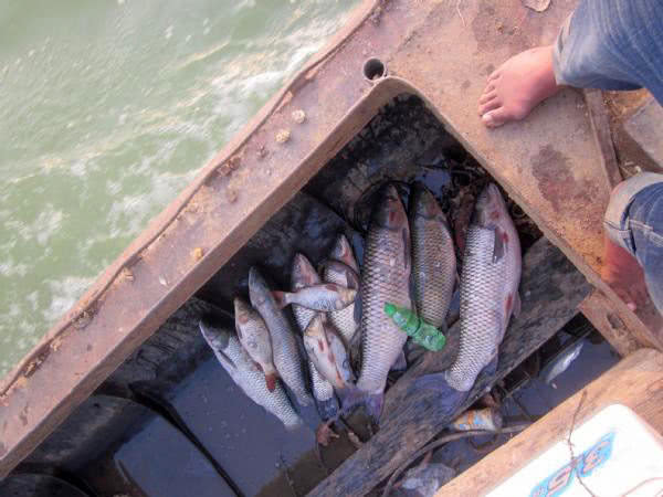 黑坑清江鱼钓鱼技巧和方法,网箱钓鱼技巧视频教程