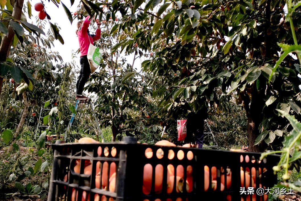 晋南的火葫芦柿子熟了，雇工摘一天可挣百元，但依然难以雇到