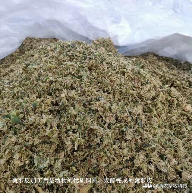 菠萝皮怎么做成饲料,菠萝皮可以做什么饲料卖