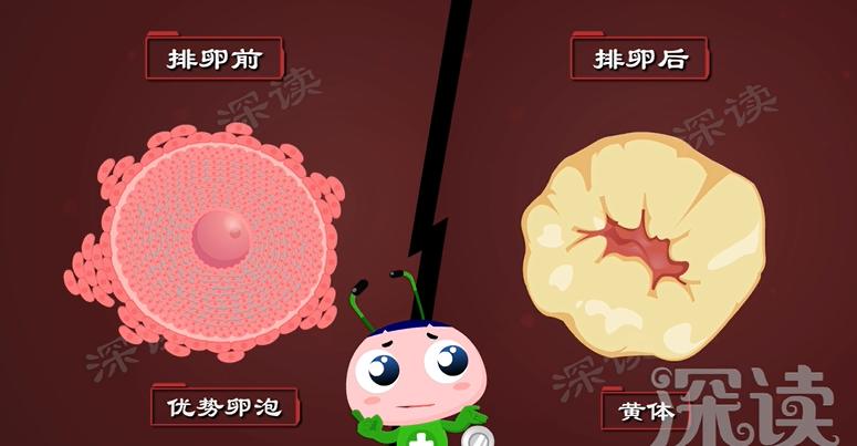 月经不调？怀孕困难？会搞出宫外孕？盆腔炎危害有多大？硬核科普