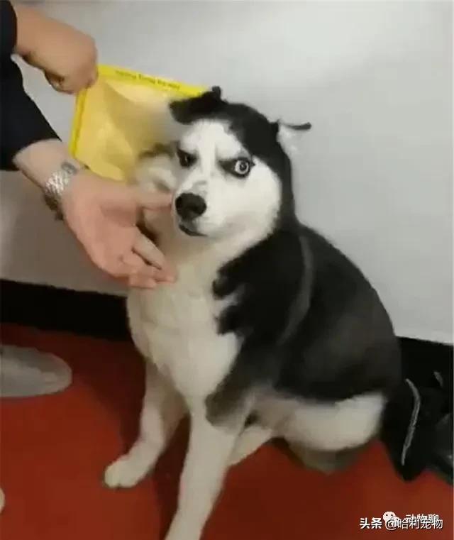 哈士奇粘鼠板,粘鼠板粘哈士奇