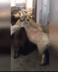 如何判断边境牧羊犬是笨是聪明,边境牧羊犬为什么不会攻击人