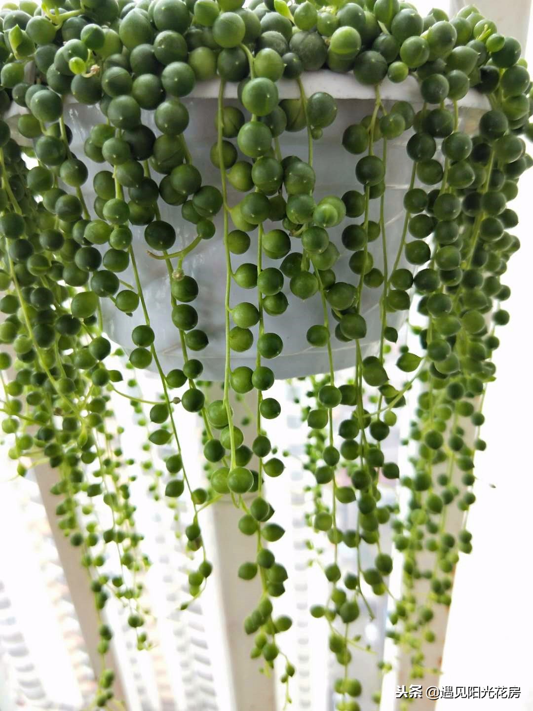 佛珠多肉怎么养颗粒才饱满硕大,多肉佛珠怎么快速爆盆