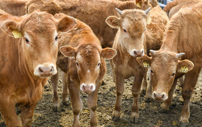 延边黄牛养殖成功案例,延边黄牛养殖利润