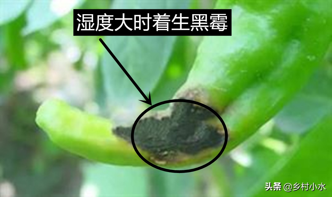 辣椒果实变黄病害图片与防治,辣椒果实病害起斑防治