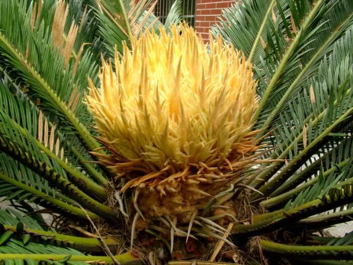 铁树的种植方法和技巧,家里放铁树是吉是凶铁树如何种植