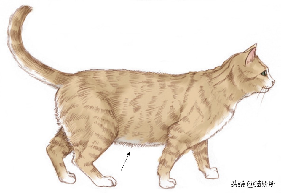 幼猫猫咪的体重多少才是正常体重,猫咪肥胖标准图