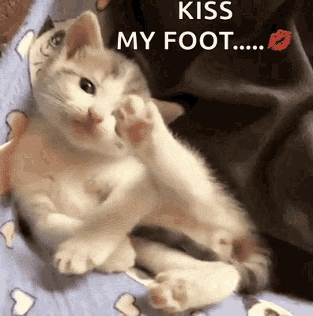 猫咪的爪子怎么捏,猫咪为什么不喜欢被铲屎官摸爪子