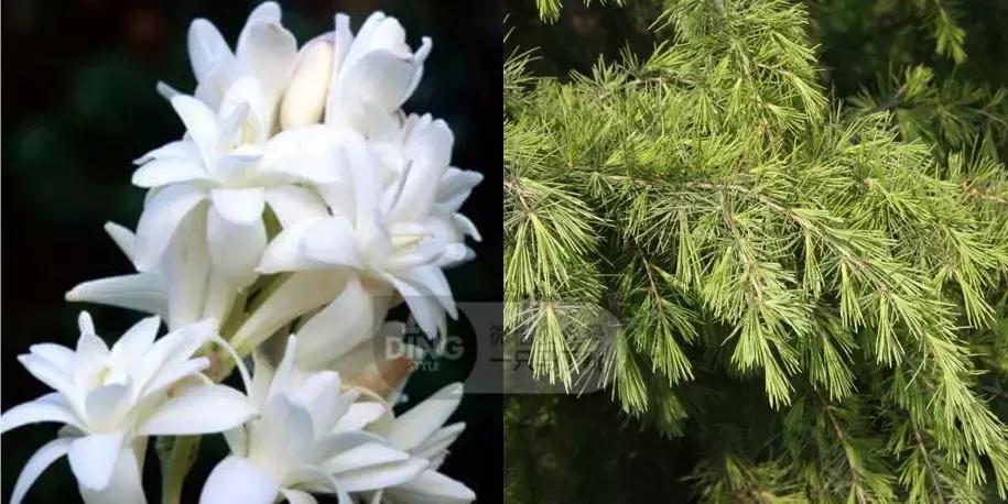 香水搭配的基本知识,香水潮流搭配