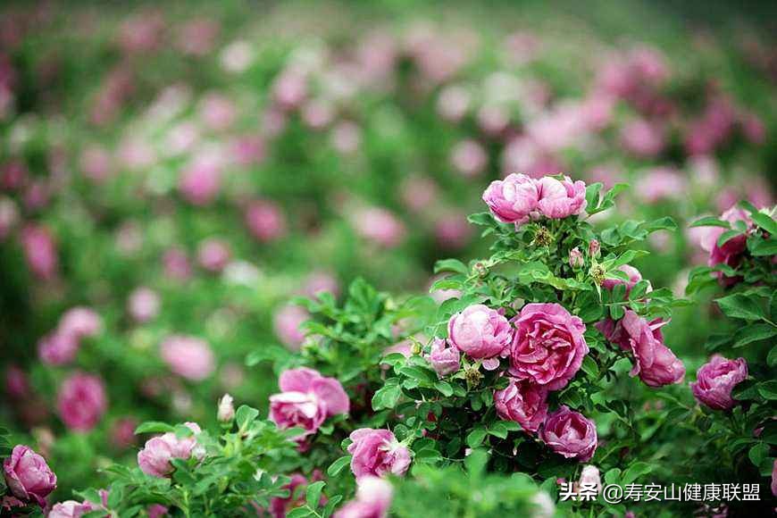 玫瑰精油有什么功效及用法,玫瑰精油有什么作用呢