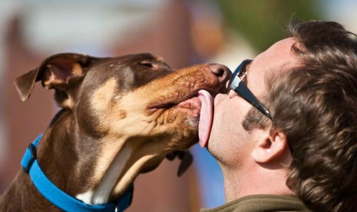 狗狗总是舔自己的小揪揪是为什么,狗狗总是爱舔人