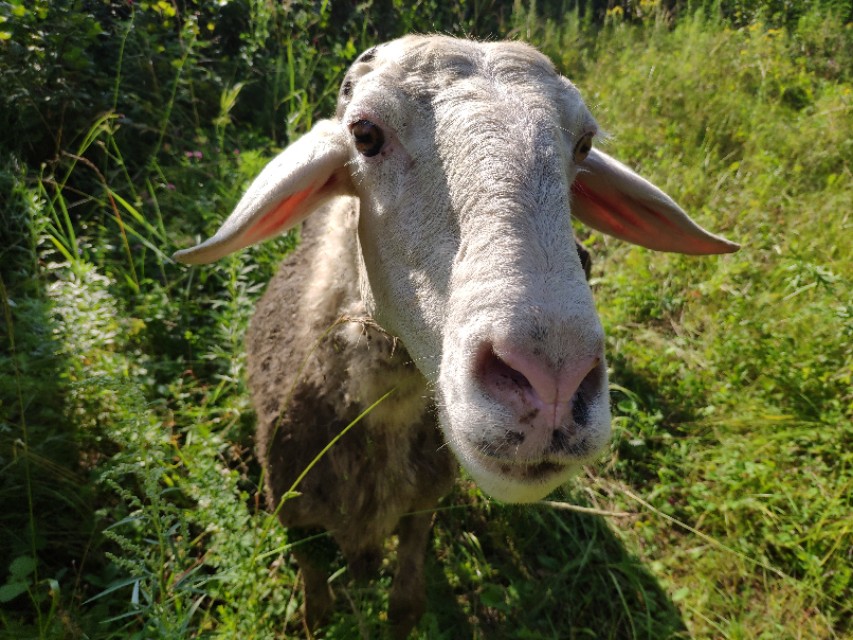雨天羊最容易得什么病,羊群春天容易得什么病