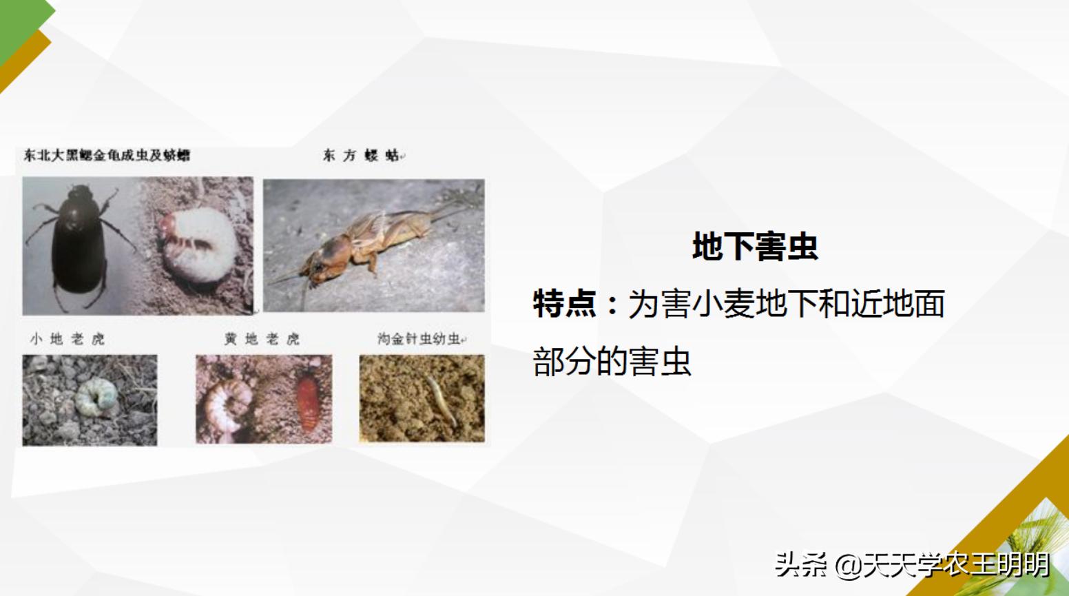 小麦虫害防治指南,小麦虫害的预防与防治