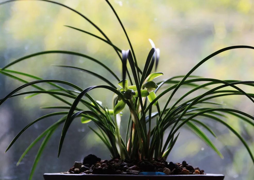 如何快速鉴别兰花的真假,新手如何分辨兰花的真假