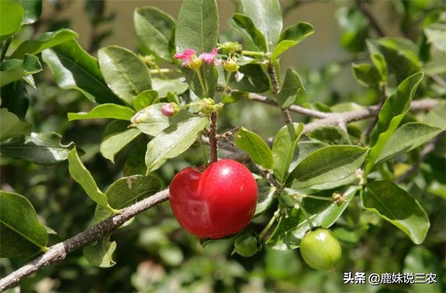 樱桃没熟裂口是什么原因,樱桃熟了怎么补救最快