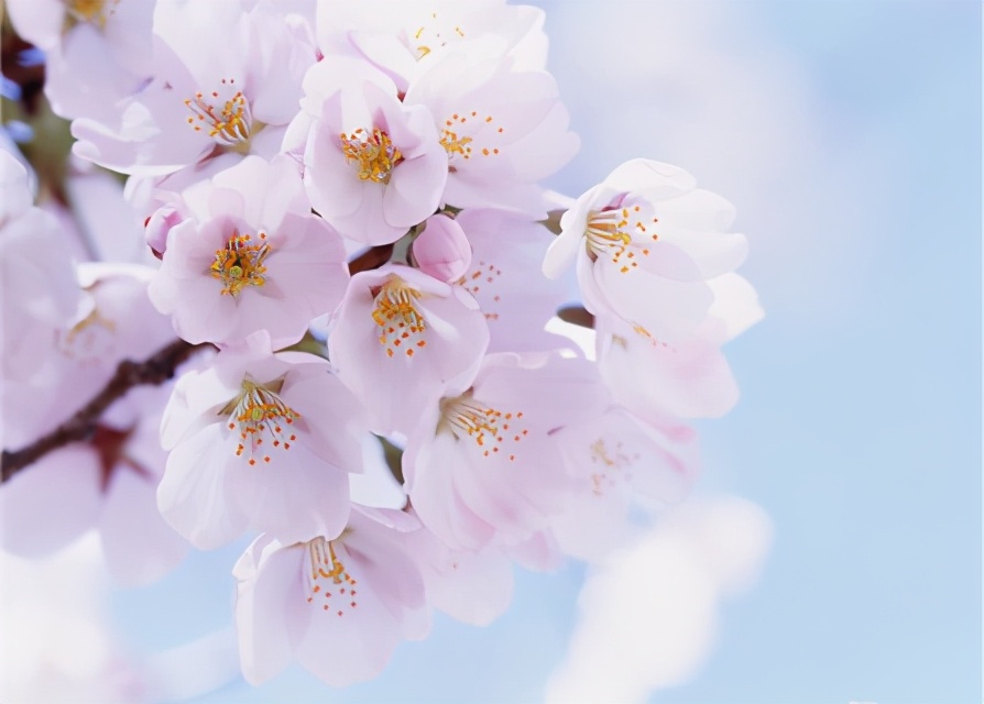 梅李桃樱杏如何区分,梅杏桃李樱梨海棠怎么区分