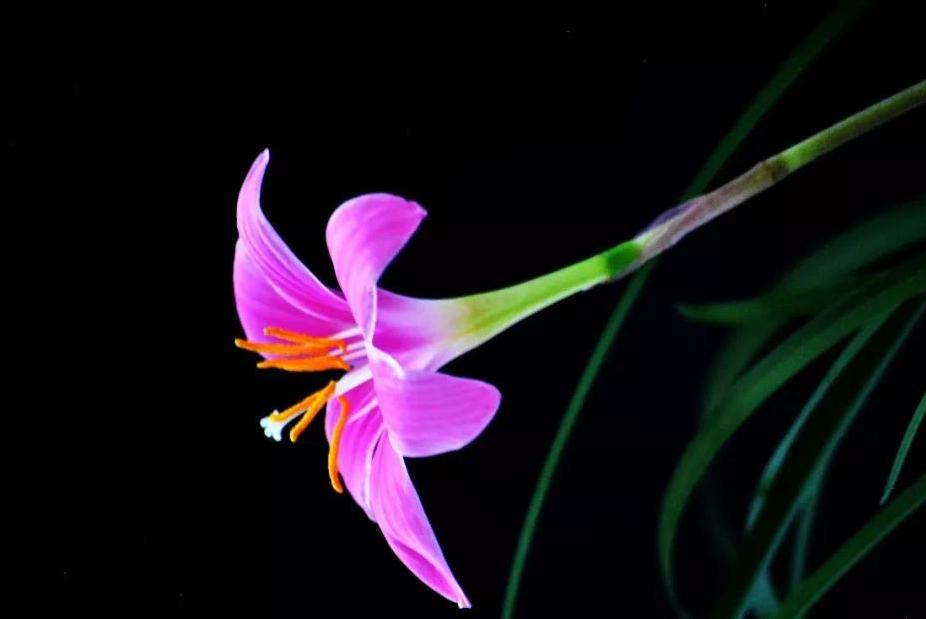 在安哥拉当黑人管理部部长1回忆我在非洲安哥拉的日子（十七）