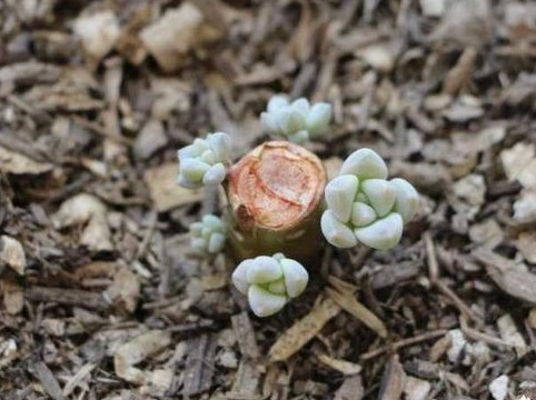 多肉长成树开花怎么办,多肉水桩变老桩杆子会变细吗