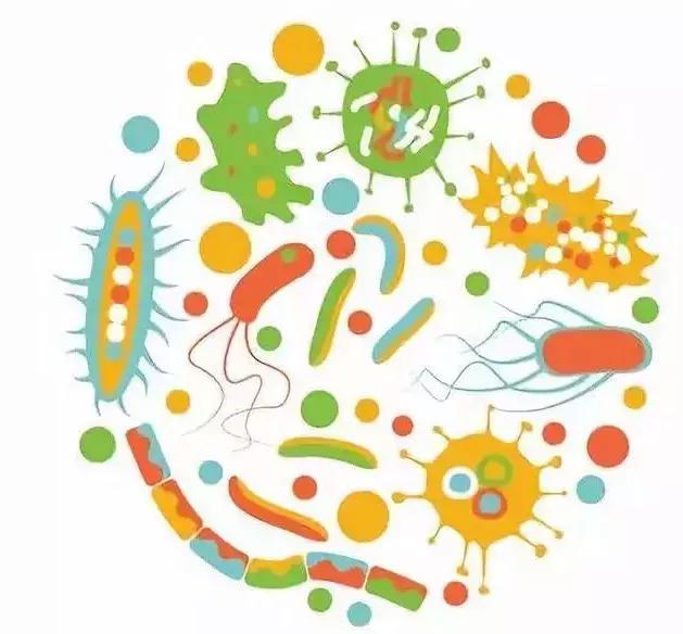 益生菌与健康养生,益生菌与妇科病