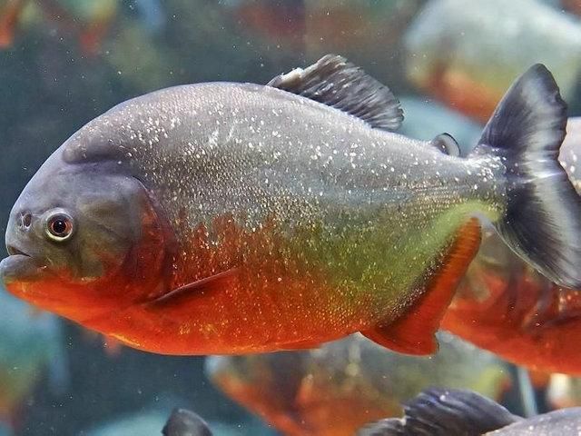 群游效果最好的是什么鱼,群游效果好的鱼好养活