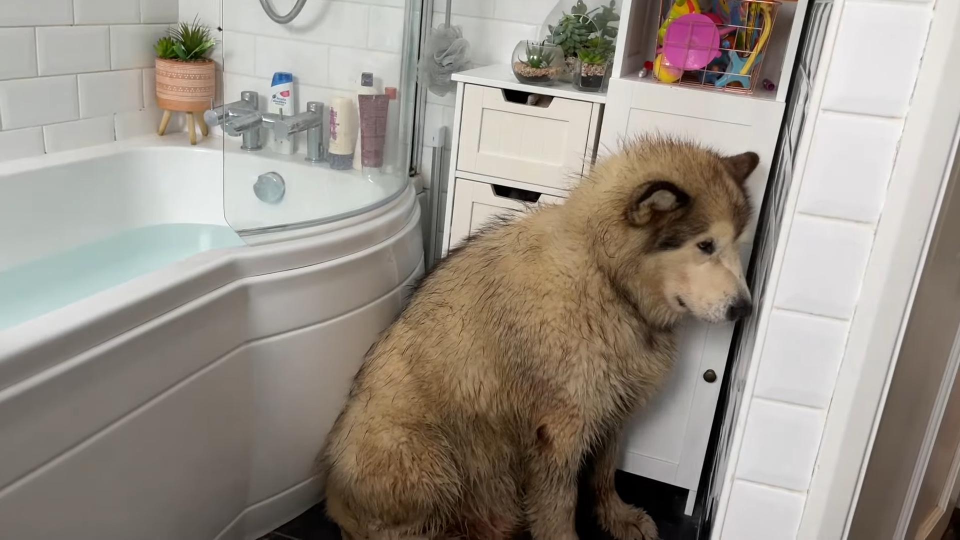 狗狗春节怕爆竹一直狂吠怎么办,春节狗狗害怕放炮声不上厕所