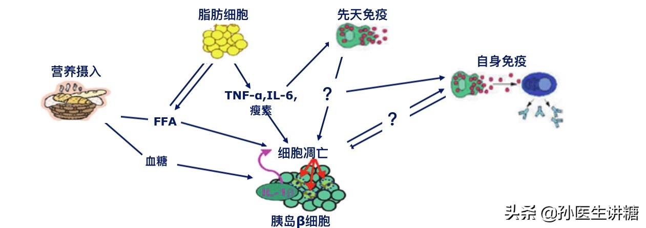 高血糖高血压高尿酸,血糖高高血压血脂高怎么会一直瘦