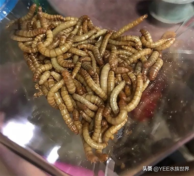 观赏鱼能吃的活食,观赏鱼是喂活食好还是饲料好
