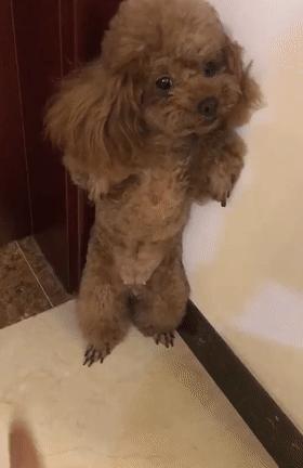 泰迪狗屁股周围退毛是怎么回事,泰迪狗身上掉毛一块是怎么回事