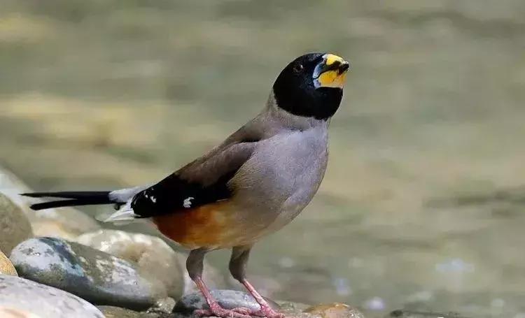 赞美百灵鸟声音好听的语句,评论百灵鸟的声音