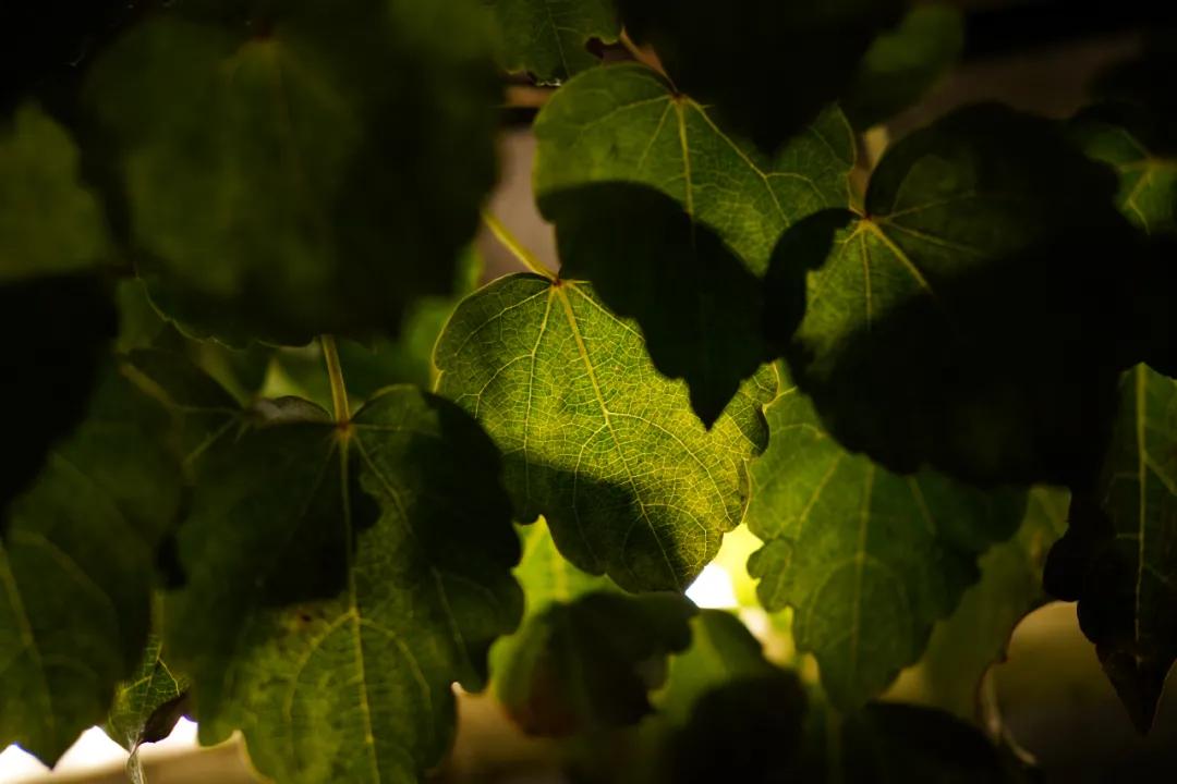 永诺e卡口,永诺e卡口镜头