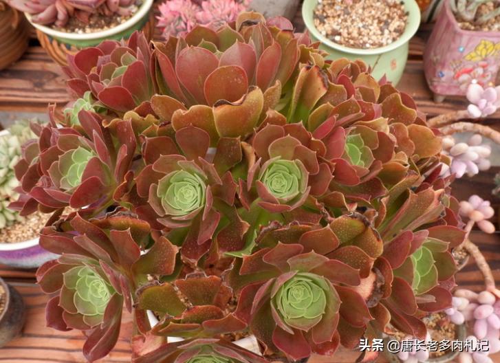 多肉荷兰、黄金和柠檬三种韶羞有啥不同？其实大舅二舅都是他舅舅