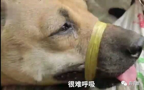 吃狗肉是不道德的吗,古人为什么说吃狗肉不好