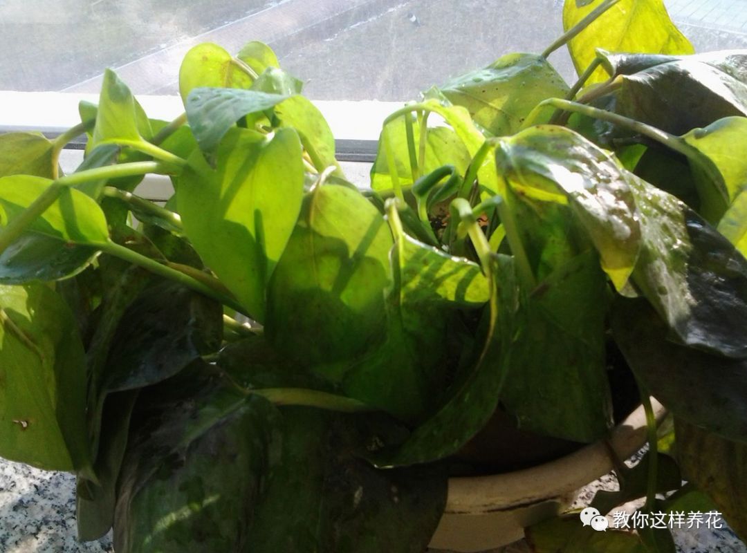 叶子有很多黄色圆圈是什么病,叶子起黄色斑点是缺什么