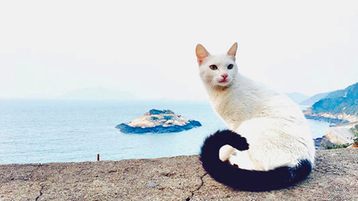 辟谣，猫咪尾巴一直不动很正常？错，不仅反常更有瘫痪风险