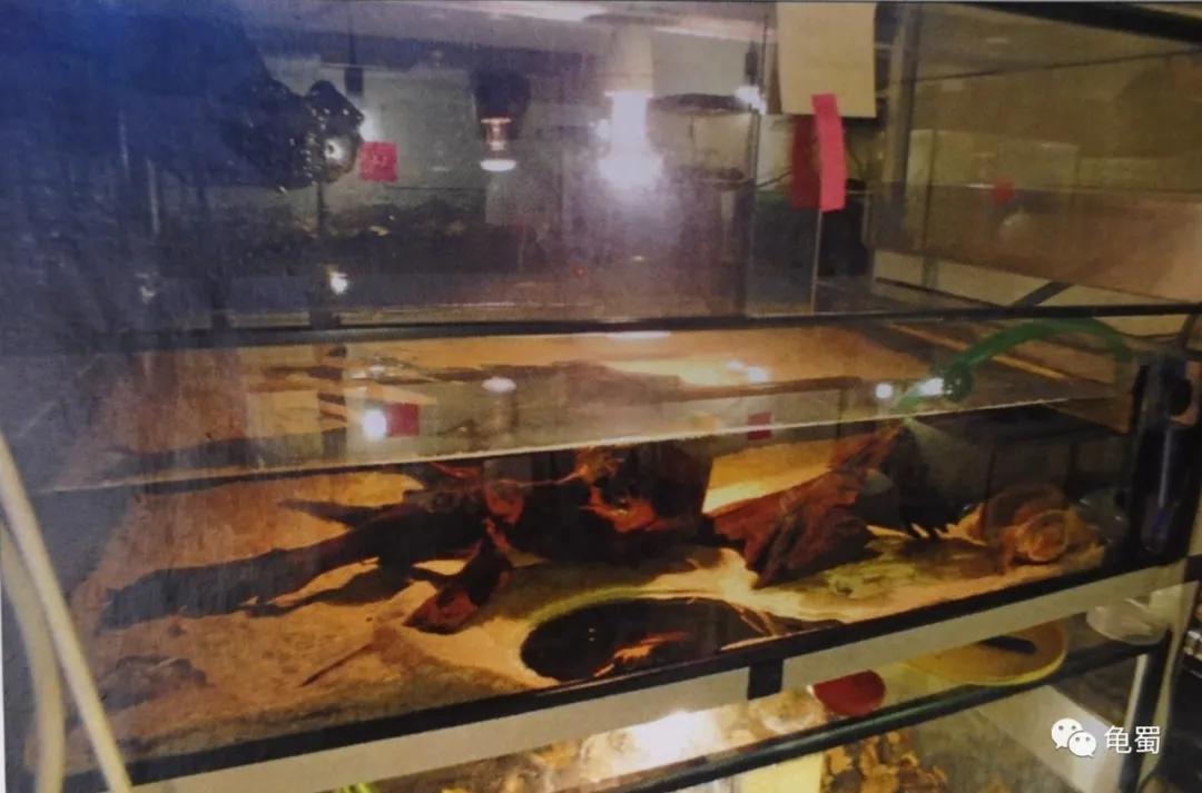 minimonster杭州,minimonster绘本