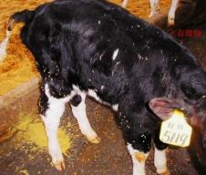 犊牛腹泻怎么治疗最有效,犊牛腹泻治疗后又胀肚怎么办