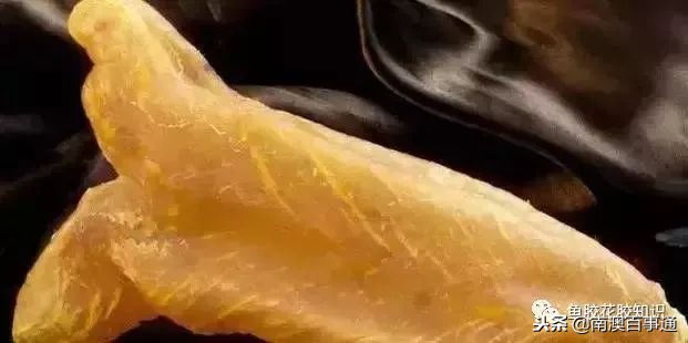 涨知识！鱼胶种类大全，不看亏大了！