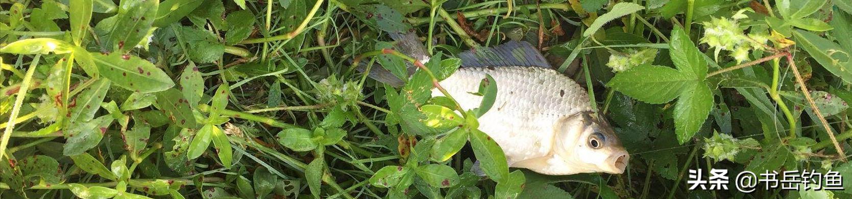 春季钓鲫鱼选什么长度的鱼竿,夏季野钓鲫鱼竿长度怎么选