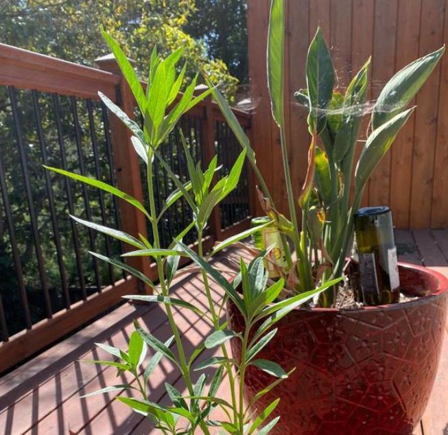 鹤望兰小盆栽怎么养,北方盆栽鹤望兰何时可以换盆