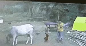 搞笑动图gif图片合集,搞笑动图gif微信可爱表情包